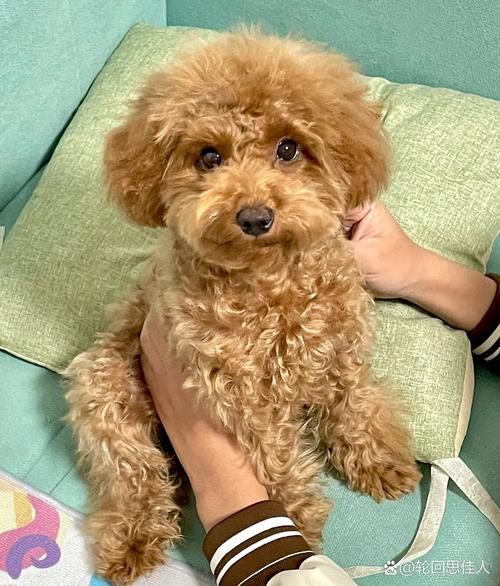 狗狗吃了橡皮泥怎么办,狗吃橡皮泥会有生命危险吗?-第6张图片-后鲨宠物 狗狗吃了橡皮泥怎么办,狗吃橡皮泥会有生命危险吗?-第6张图片-后鲨宠物