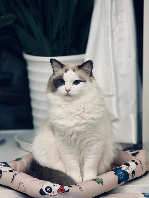 怎么带猫咪上飞机,如何带宠物猫上飞机?-第1张图片-后鲨宠物 怎么带猫咪上飞机,如何带宠物猫上飞机?-第1张图片-后鲨宠物