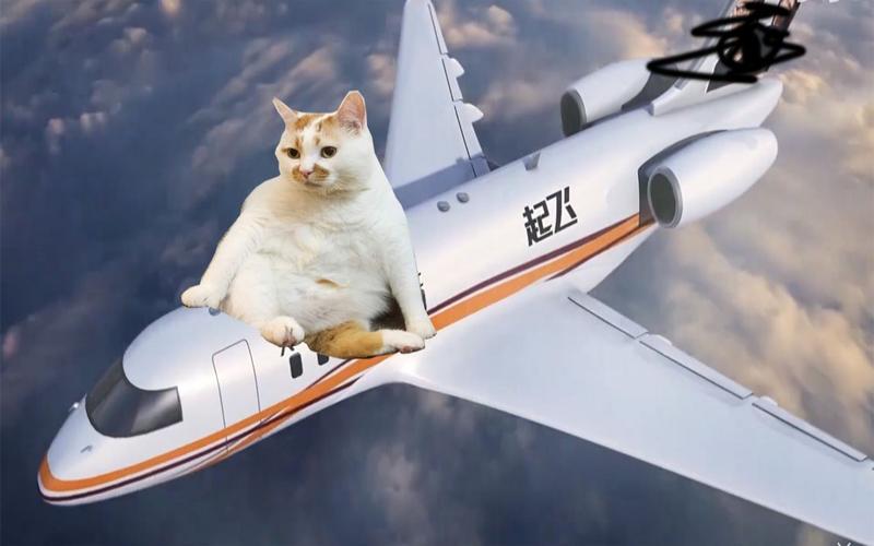 怎么带猫咪上飞机,如何带宠物猫上飞机?-第3张图片-后鲨宠物 怎么带猫咪上飞机,如何带宠物猫上飞机?-第3张图片-后鲨宠物