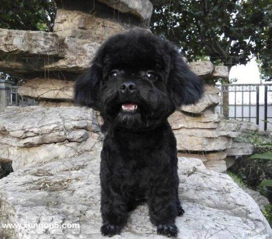 适合黑色狗狗的名字,适合黑色狗狗的名字有哪些女?-第4张图片-后鲨宠物 适合黑色狗狗的名字,适合黑色狗狗的名字有哪些女?-第4张图片-后鲨宠物