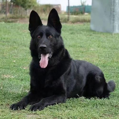 适合黑色狗狗的名字,适合黑色狗狗的名字有哪些女?-第6张图片-后鲨宠物 适合黑色狗狗的名字,适合黑色狗狗的名字有哪些女?-第6张图片-后鲨宠物