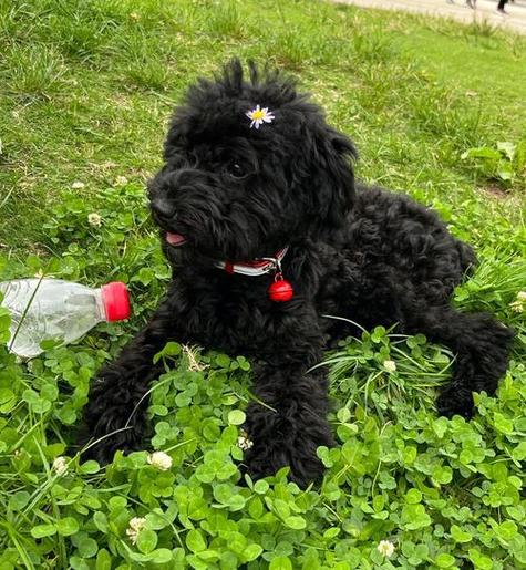 适合黑色狗狗的名字,适合黑色狗狗的名字有哪些女?-第5张图片-后鲨宠物 适合黑色狗狗的名字,适合黑色狗狗的名字有哪些女?-第5张图片-后鲨宠物