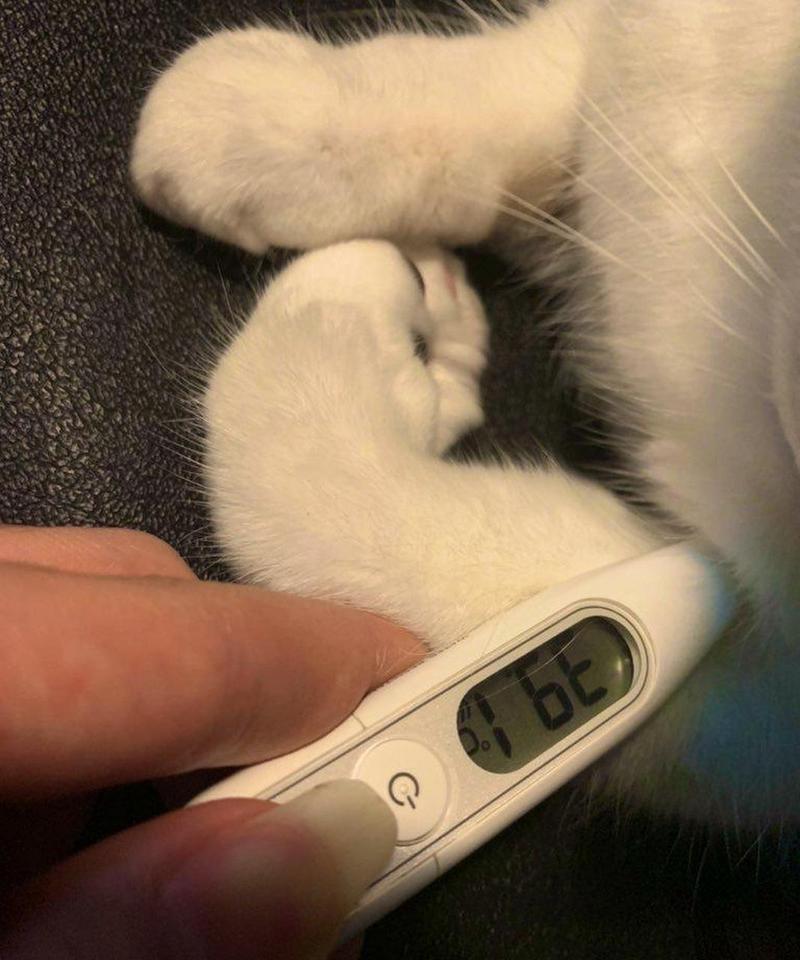 猫咪的正常体温是多少，猫咪体温40度正常吗？-第2张图片-后鲨宠物