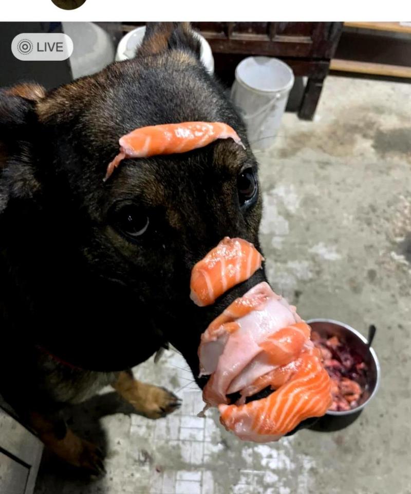 狗狗吃三文鱼会过敏吗_狗狗吃三文鱼过敏症状-第2张图片-后鲨宠物 狗狗吃三文鱼会过敏吗_狗狗吃三文鱼过敏症状-第2张图片-后鲨宠物