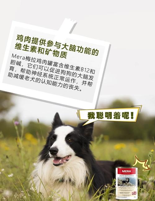 狗狗可以吃生鸡肉吗_狗狗可以吃生鸡肉吗会中毒吗-第5张图片-后鲨宠物