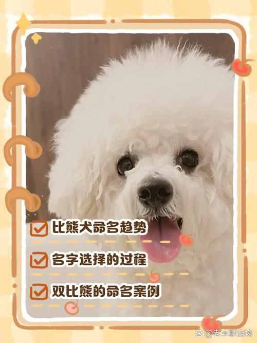 比熊狗狗名字大全_比熊狗狗名字大全招财-第3张图片-后鲨宠物 比熊狗狗名字大全_比熊狗狗名字大全招财-第3张图片-后鲨宠物