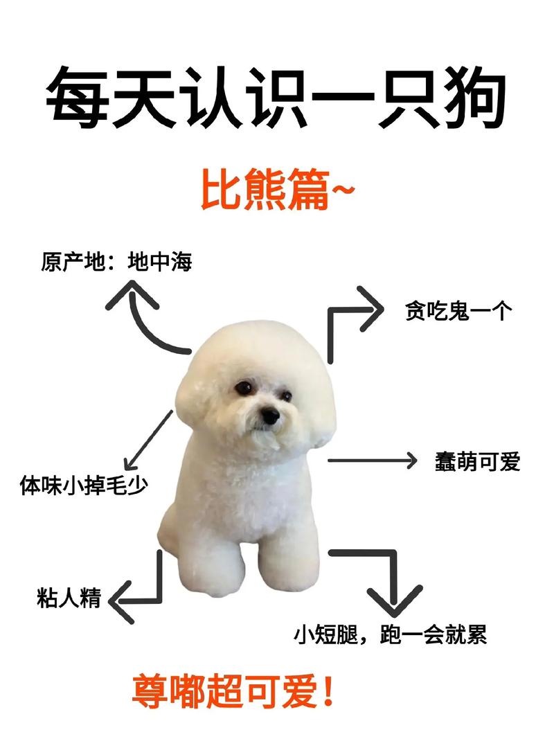 比熊狗狗名字大全_比熊狗狗名字大全招财-第5张图片-后鲨宠物 比熊狗狗名字大全_比熊狗狗名字大全招财-第5张图片-后鲨宠物