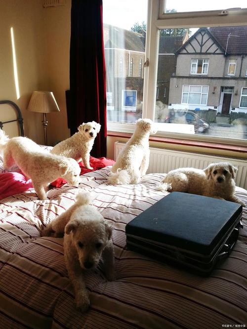 怎么可以让狗狗不叫_有什么方法可以让狗狗不叫-第2张图片-后鲨宠物 怎么可以让狗狗不叫_有什么方法可以让狗狗不叫-第2张图片-后鲨宠物