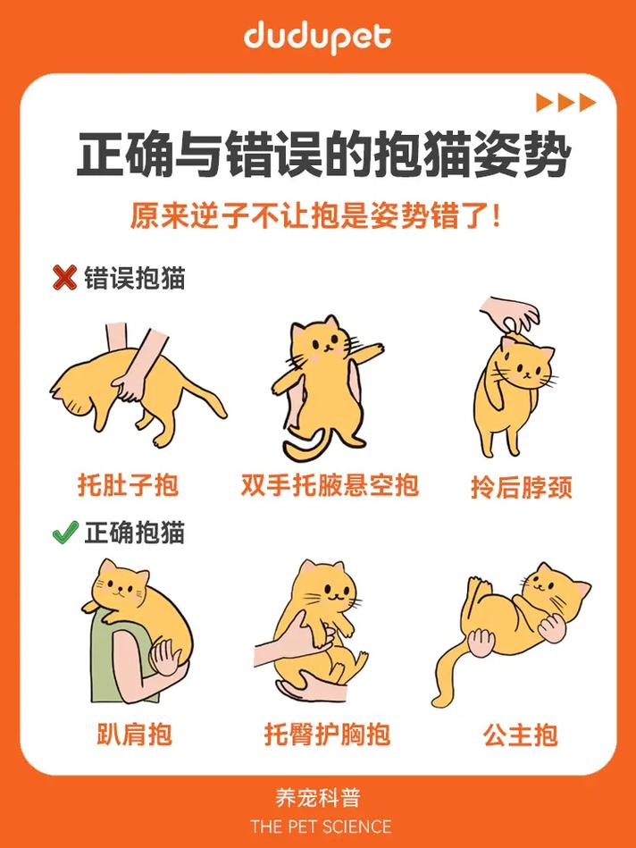 猫咪不让抱怎么办,猫咪不让你抱一直想挣脱?-第3张图片-后鲨宠物 猫咪不让抱怎么办,猫咪不让你抱一直想挣脱?-第3张图片-后鲨宠物