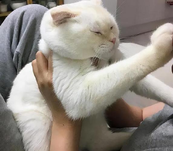 猫咪不让抱怎么办,猫咪不让你抱一直想挣脱?-第4张图片-后鲨宠物 猫咪不让抱怎么办,猫咪不让你抱一直想挣脱?-第4张图片-后鲨宠物