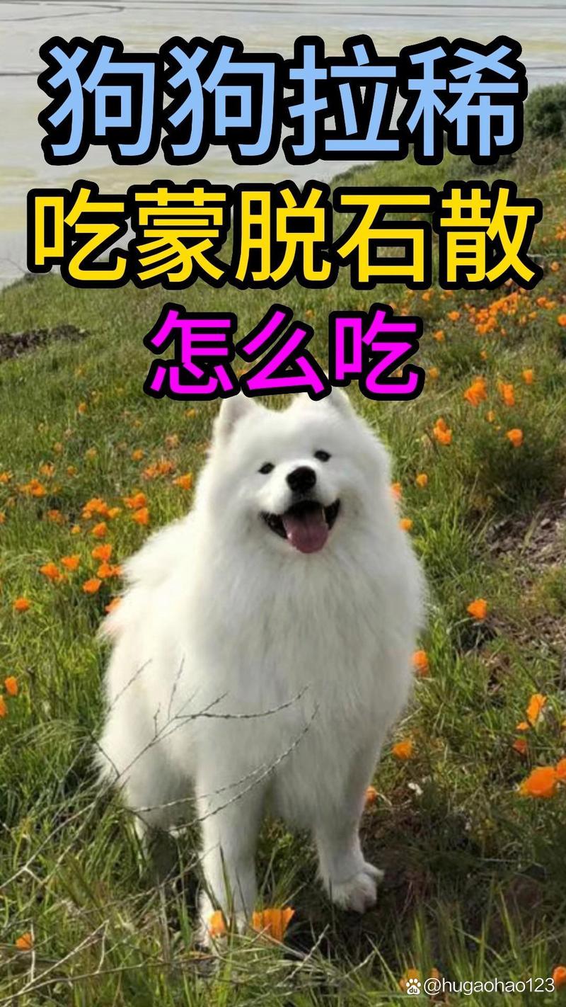 蒙脱石散狗狗怎么吃,蒙脱石散给狗狗怎么吃?-第2张图片-后鲨宠物 蒙脱石散狗狗怎么吃,蒙脱石散给狗狗怎么吃?-第2张图片-后鲨宠物