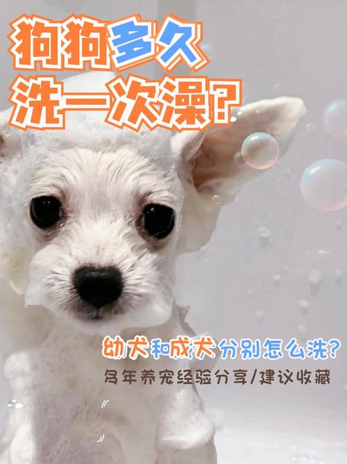狗狗可以经常洗澡吗，一个多月的狗狗能洗澡吗?？-第4张图片-后鲨宠物