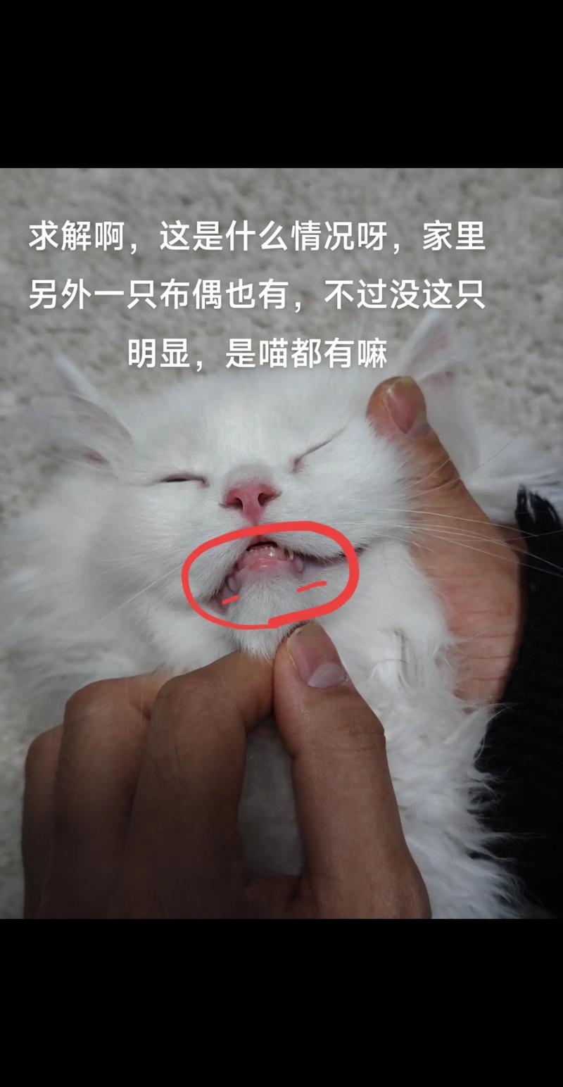 猫咪下嘴唇肉芽肿用什么药,猫咪下嘴唇肿了有脓包用什么药?-第1张图片-后鲨宠物 猫咪下嘴唇肉芽肿用什么药,猫咪下嘴唇肿了有脓包用什么药?-第1张图片-后鲨宠物