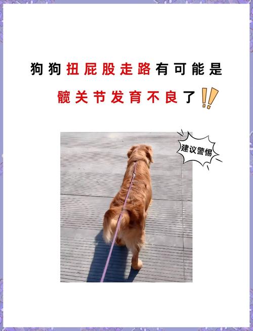 狗狗髋关节发育不良的症状,狗狗的髋关节发育异常是什么表现-第1张图片-后鲨宠物 狗狗髋关节发育不良的症状,狗狗的髋关节发育异常是什么表现-第1张图片-后鲨宠物