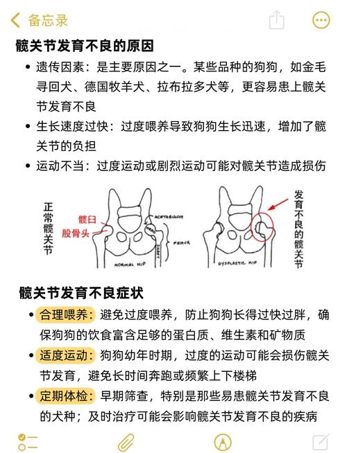 狗狗髋关节发育不良的症状,狗狗的髋关节发育异常是什么表现-第3张图片-后鲨宠物 狗狗髋关节发育不良的症状,狗狗的髋关节发育异常是什么表现-第3张图片-后鲨宠物
