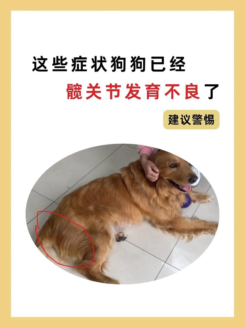 狗狗髋关节发育不良的症状,狗狗的髋关节发育异常是什么表现-第4张图片-后鲨宠物 狗狗髋关节发育不良的症状,狗狗的髋关节发育异常是什么表现-第4张图片-后鲨宠物