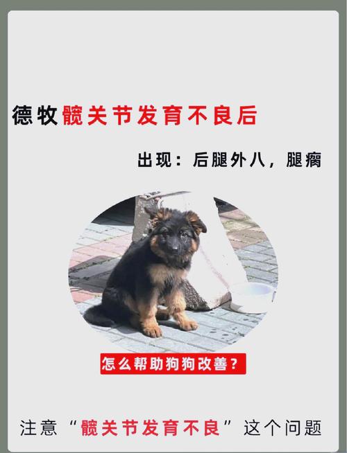 狗狗髋关节发育不良的症状,狗狗的髋关节发育异常是什么表现-第5张图片-后鲨宠物 狗狗髋关节发育不良的症状,狗狗的髋关节发育异常是什么表现-第5张图片-后鲨宠物