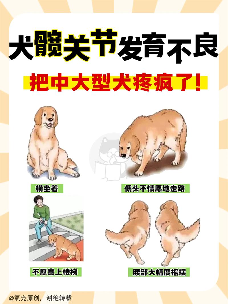 狗狗髋关节发育不良的症状,狗狗的髋关节发育异常是什么表现-第6张图片-后鲨宠物 狗狗髋关节发育不良的症状,狗狗的髋关节发育异常是什么表现-第6张图片-后鲨宠物