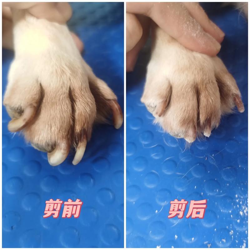 狗狗的指甲可以剪掉吗_狗狗的指甲可以剪掉吗视频-第1张图片-后鲨宠物 狗狗的指甲可以剪掉吗_狗狗的指甲可以剪掉吗视频-第1张图片-后鲨宠物