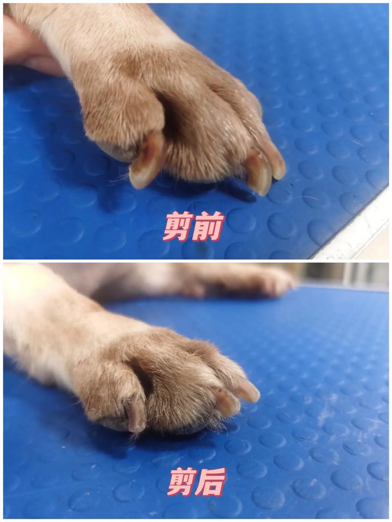 狗狗的指甲可以剪掉吗_狗狗的指甲可以剪掉吗视频-第6张图片-后鲨宠物 狗狗的指甲可以剪掉吗_狗狗的指甲可以剪掉吗视频-第6张图片-后鲨宠物
