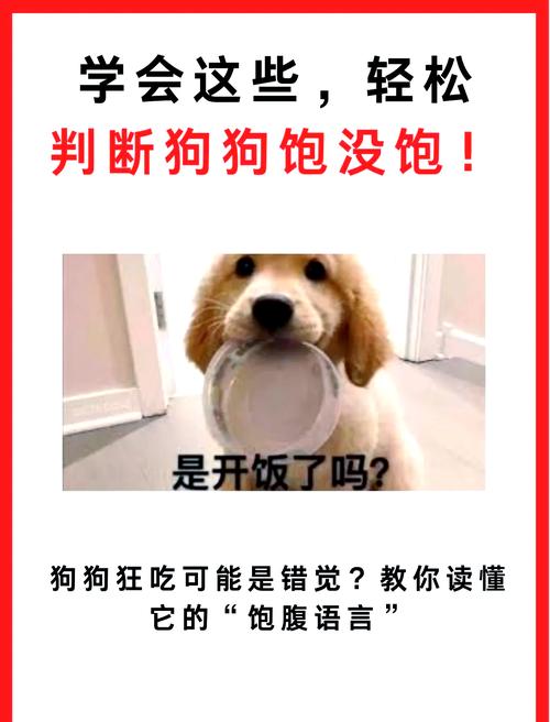 狗狗吃饱的表现,狗狗吃饱了是哪里会鼓起来?-第4张图片-后鲨宠物 狗狗吃饱的表现,狗狗吃饱了是哪里会鼓起来?-第4张图片-后鲨宠物