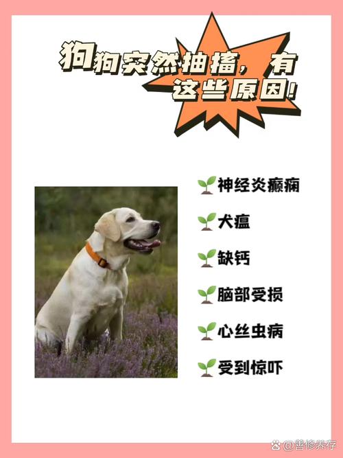 狗狗抽搐是怎么回事_狗狗抽搐最简单处理方法-第3张图片-后鲨宠物 狗狗抽搐是怎么回事_狗狗抽搐最简单处理方法-第3张图片-后鲨宠物