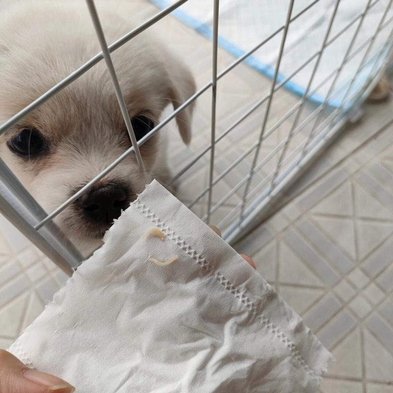 狗狗拉虫子会传染人吗_狗狗拉屎有虫会传染其他狗狗吗-第1张图片-后鲨宠物