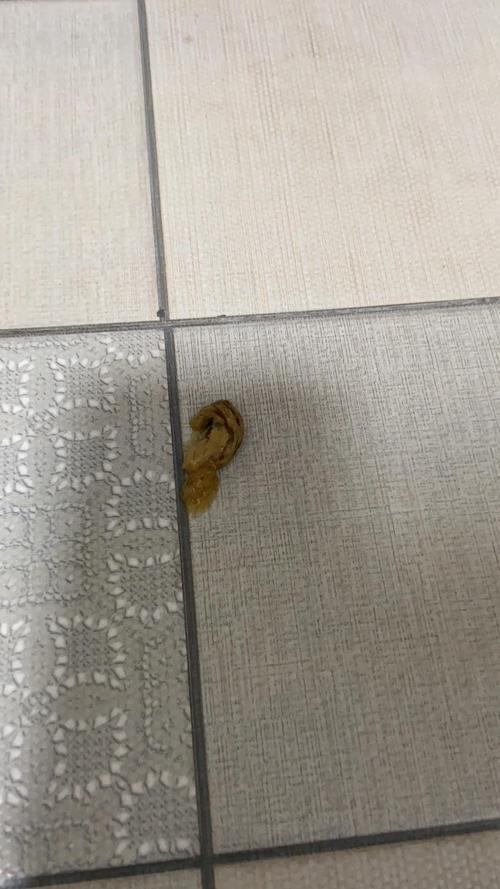 狗狗拉虫子会传染人吗_狗狗拉屎有虫会传染其他狗狗吗-第5张图片-后鲨宠物