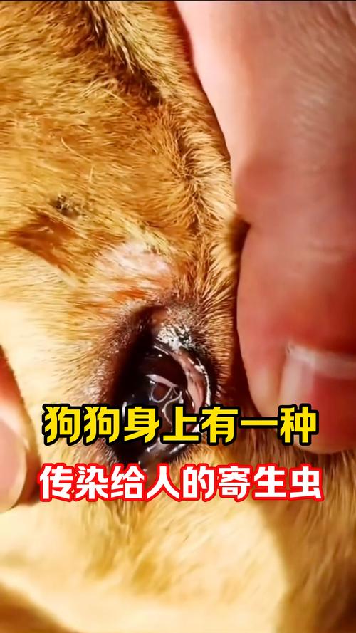 狗狗拉虫子会传染人吗_狗狗拉屎有虫会传染其他狗狗吗-第4张图片-后鲨宠物