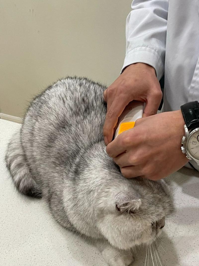 猫咪发烧摸哪个部位最明显_猫咪发烧吃什么药退烧-第1张图片-后鲨宠物 猫咪发烧摸哪个部位最明显_猫咪发烧吃什么药退烧-第1张图片-后鲨宠物