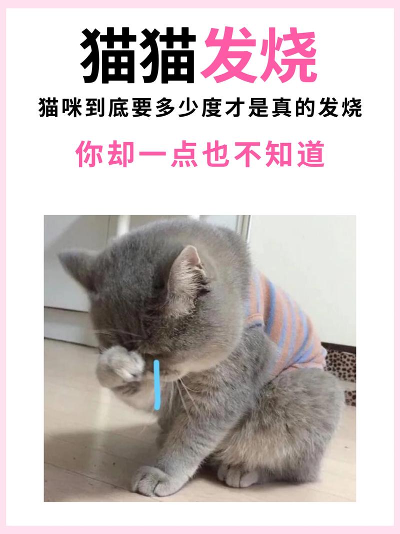 猫咪发烧摸哪个部位最明显_猫咪发烧吃什么药退烧-第2张图片-后鲨宠物 猫咪发烧摸哪个部位最明显_猫咪发烧吃什么药退烧-第2张图片-后鲨宠物