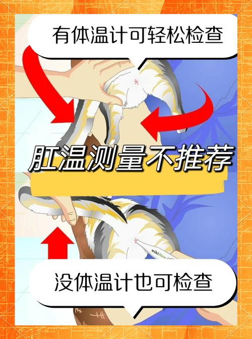 猫咪发烧摸哪个部位最明显_猫咪发烧吃什么药退烧-第4张图片-后鲨宠物 猫咪发烧摸哪个部位最明显_猫咪发烧吃什么药退烧-第4张图片-后鲨宠物