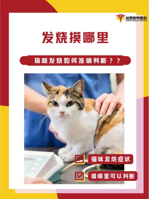 猫咪发烧摸哪个部位最明显_猫咪发烧吃什么药退烧-第5张图片-后鲨宠物 猫咪发烧摸哪个部位最明显_猫咪发烧吃什么药退烧-第5张图片-后鲨宠物