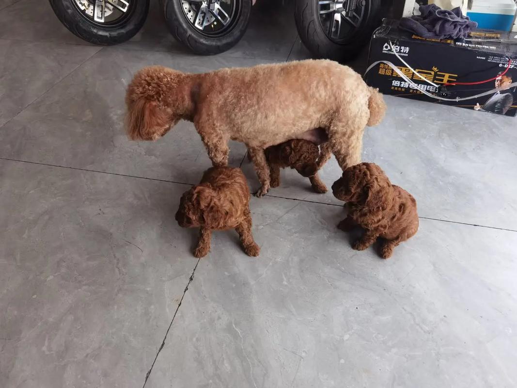 狗狗可以吃红提吗_狗狗可以吃红提吗?-第1张图片-后鲨宠物 狗狗可以吃红提吗_狗狗可以吃红提吗?-第1张图片-后鲨宠物