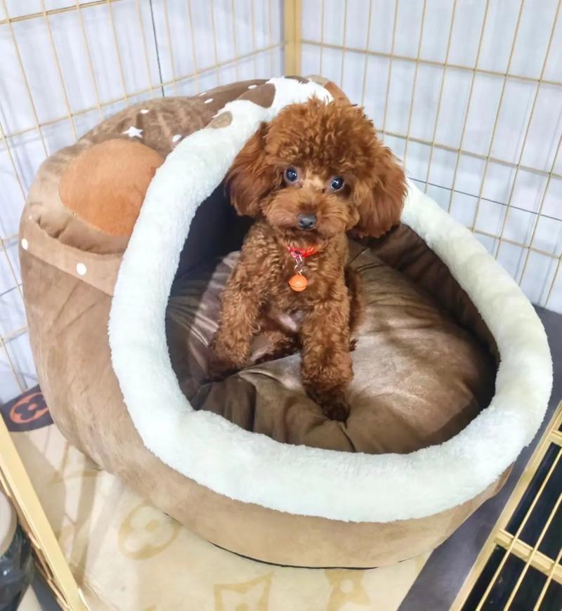 狗狗可以吃红提吗_狗狗可以吃红提吗?-第2张图片-后鲨宠物 狗狗可以吃红提吗_狗狗可以吃红提吗?-第2张图片-后鲨宠物