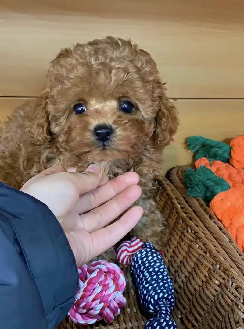 狗狗可以吃红提吗_狗狗可以吃红提吗?-第4张图片-后鲨宠物 狗狗可以吃红提吗_狗狗可以吃红提吗?-第4张图片-后鲨宠物