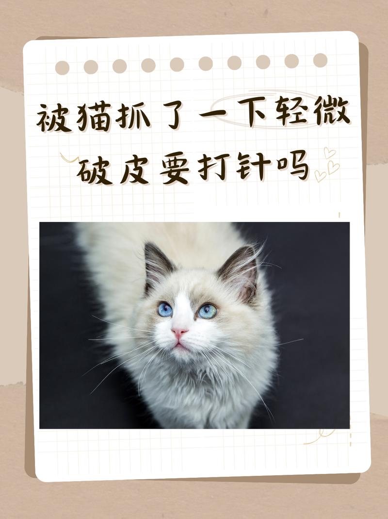 被猫咪抓破皮要打针吗,被猫咪抓了破皮了有没有什么事-第6张图片-后鲨宠物 被猫咪抓破皮要打针吗,被猫咪抓了破皮了有没有什么事-第6张图片-后鲨宠物