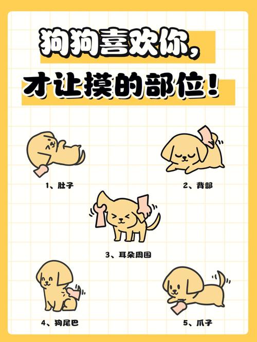  怎么摸狗狗舒服，怎么摸狗狗舒服-第3张图片-后鲨宠物