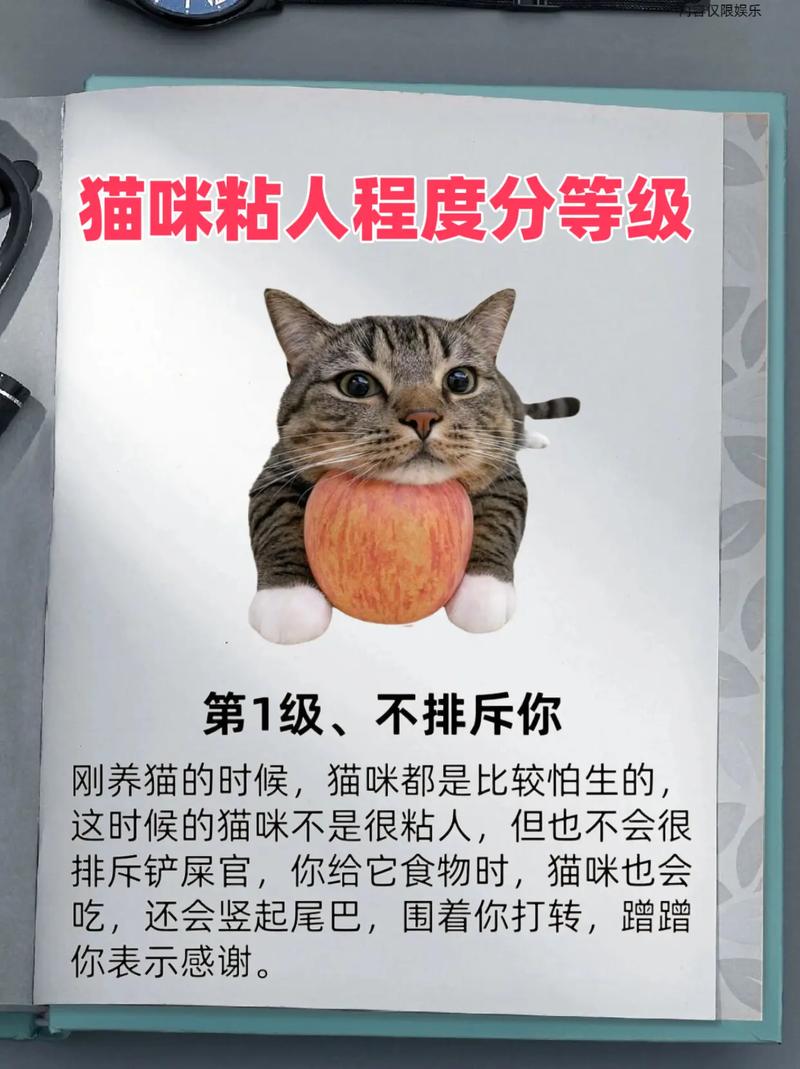 什么猫咪最粘人,猫咪不粘人怎么办?-第2张图片-后鲨宠物 什么猫咪最粘人,猫咪不粘人怎么办?-第2张图片-后鲨宠物