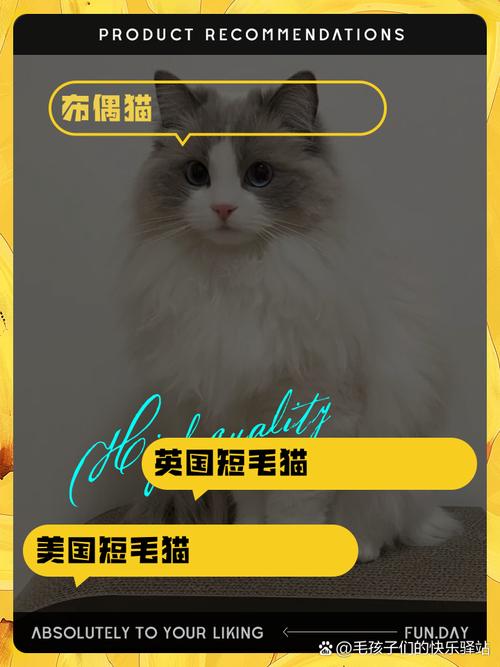 什么猫咪最粘人,猫咪不粘人怎么办?-第3张图片-后鲨宠物 什么猫咪最粘人,猫咪不粘人怎么办?-第3张图片-后鲨宠物