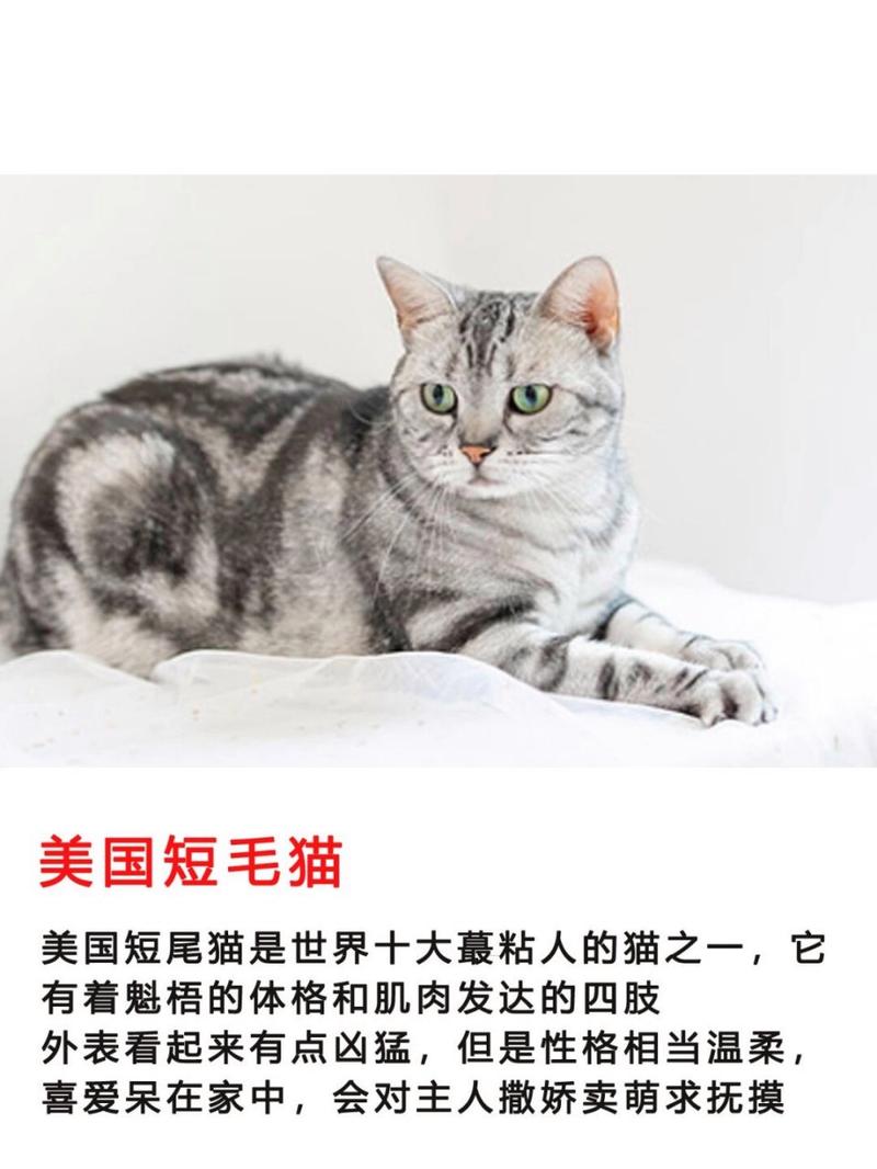 什么猫咪最粘人,猫咪不粘人怎么办?-第4张图片-后鲨宠物 什么猫咪最粘人,猫咪不粘人怎么办?-第4张图片-后鲨宠物