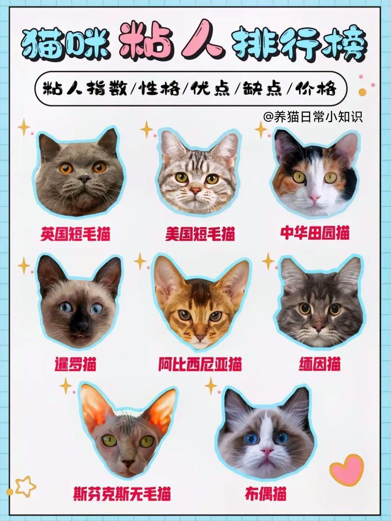 什么猫咪最粘人,猫咪不粘人怎么办?-第6张图片-后鲨宠物 什么猫咪最粘人,猫咪不粘人怎么办?-第6张图片-后鲨宠物