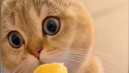 猫咪能吃冰淇淋吗,猫咪可以吃冰激凌么-第1张图片-后鲨宠物 猫咪能吃冰淇淋吗,猫咪可以吃冰激凌么-第1张图片-后鲨宠物