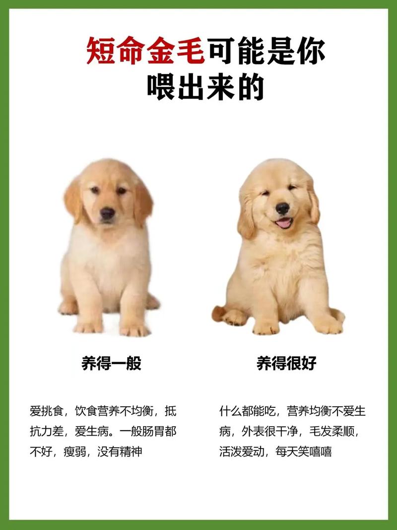 狗狗肠炎能吃什么食物_狗狗肠炎吃什么食物好恢复-第3张图片-后鲨宠物 狗狗肠炎能吃什么食物_狗狗肠炎吃什么食物好恢复-第3张图片-后鲨宠物