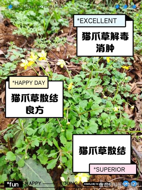 猫咪几个月可以吃猫草,小猫几个月可以吃猫草?-第4张图片-后鲨宠物 猫咪几个月可以吃猫草,小猫几个月可以吃猫草?-第4张图片-后鲨宠物