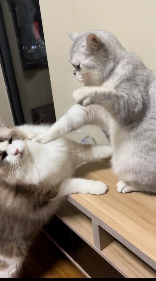 两只猫咪打架怎么办,两只猫打架打的凶怎么办-第1张图片-后鲨宠物 两只猫咪打架怎么办,两只猫打架打的凶怎么办-第1张图片-后鲨宠物