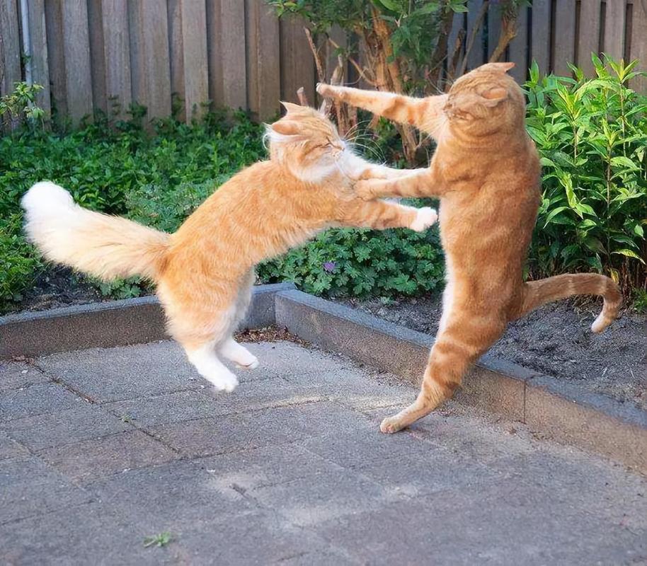 两只猫咪打架怎么办,两只猫打架打的凶怎么办-第2张图片-后鲨宠物 两只猫咪打架怎么办,两只猫打架打的凶怎么办-第2张图片-后鲨宠物