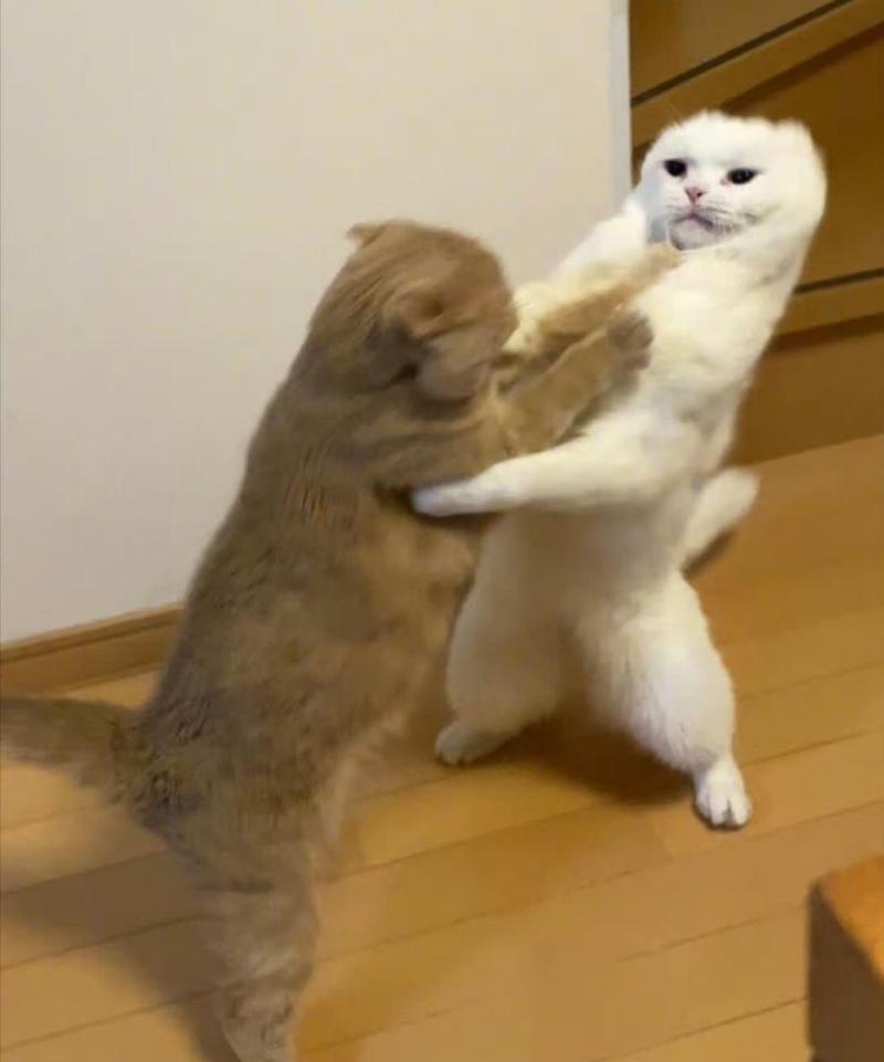 两只猫咪打架怎么办,两只猫打架打的凶怎么办-第3张图片-后鲨宠物 两只猫咪打架怎么办,两只猫打架打的凶怎么办-第3张图片-后鲨宠物