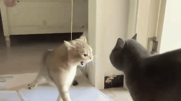 两只猫咪打架怎么办,两只猫打架打的凶怎么办-第4张图片-后鲨宠物 两只猫咪打架怎么办,两只猫打架打的凶怎么办-第4张图片-后鲨宠物