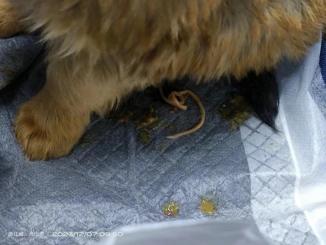 小狗狗拉稀是怎么回事，小狗狗拉稀是怎么回事吃什么药？-第2张图片-后鲨宠物